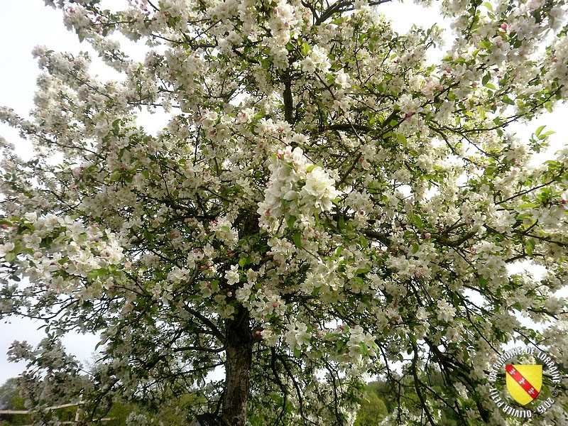 VILLERS-LES-NANCY (54) : Le jardin botanique du Montet-Pommier à fleurs