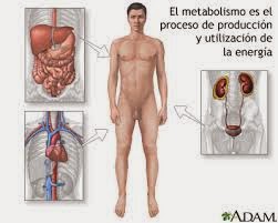 metabolismo