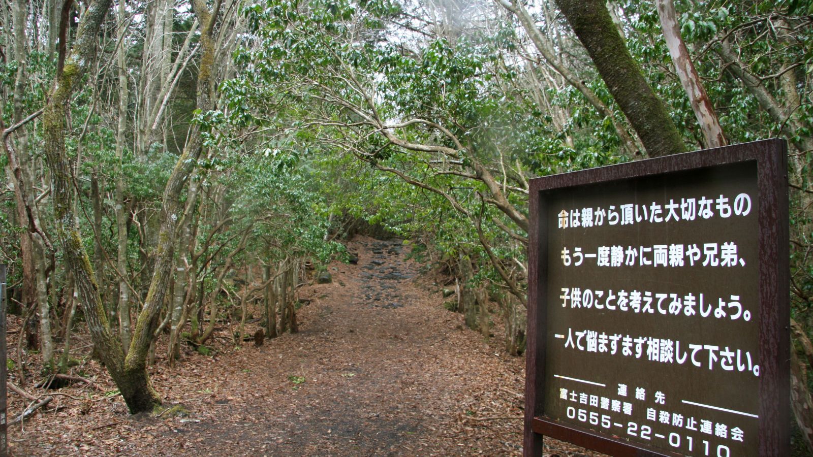 Aokigahara El Bosque de los Suicidios