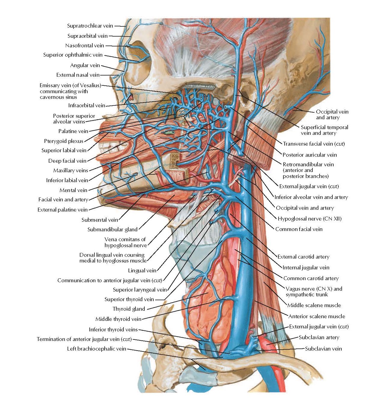 Pediagenosis