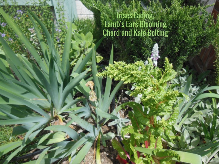 Fading Iris, Bolting Chard, and Sages and Scabiosa in Background, © B. Radisavljevic Irises Fading, Lamb's Ears Blooming, Chard and Kale Bolting