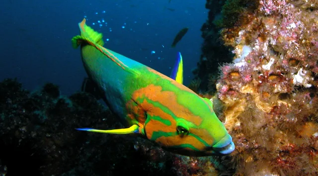 Gambar Ikan Wrasse - Budidaya Ikan