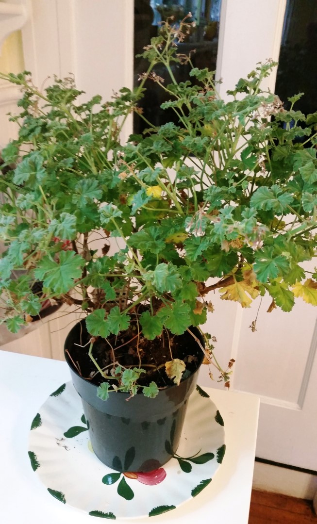 Writing Straight from the Heart Nutmeg Scented Geranium