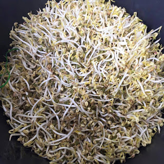 Peluang Usaha : Budidaya Tauge / Toge / Kecambah Rumahan - Blog Ridhan