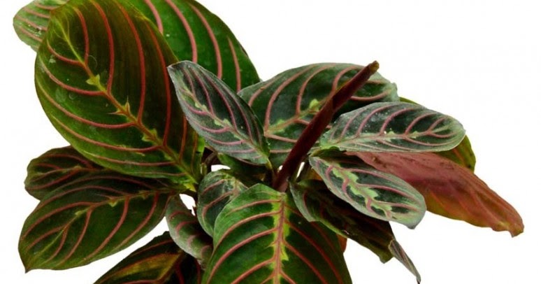 koleksi tanaman hias striped pink calathea maranta leuconeura erythroneura koleksi tanaman hias striped pink calathea maranta leuconeura erythroneura