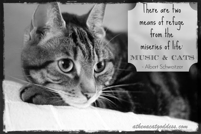 music and cats quote