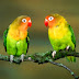  Gallery For Love Birds Images
