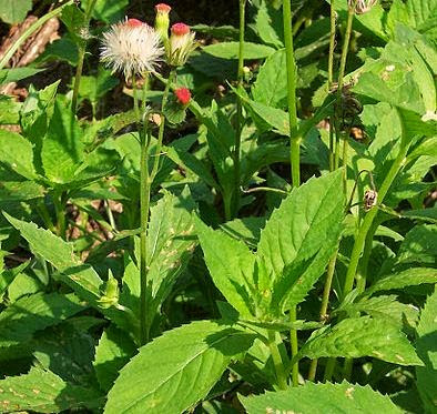  Sintrong merupakan flora yang sering disebut dengan gulma atau penyakit bagi tumbuhan o Manfaat Tanaman Sintrong Bagi Kesehatan