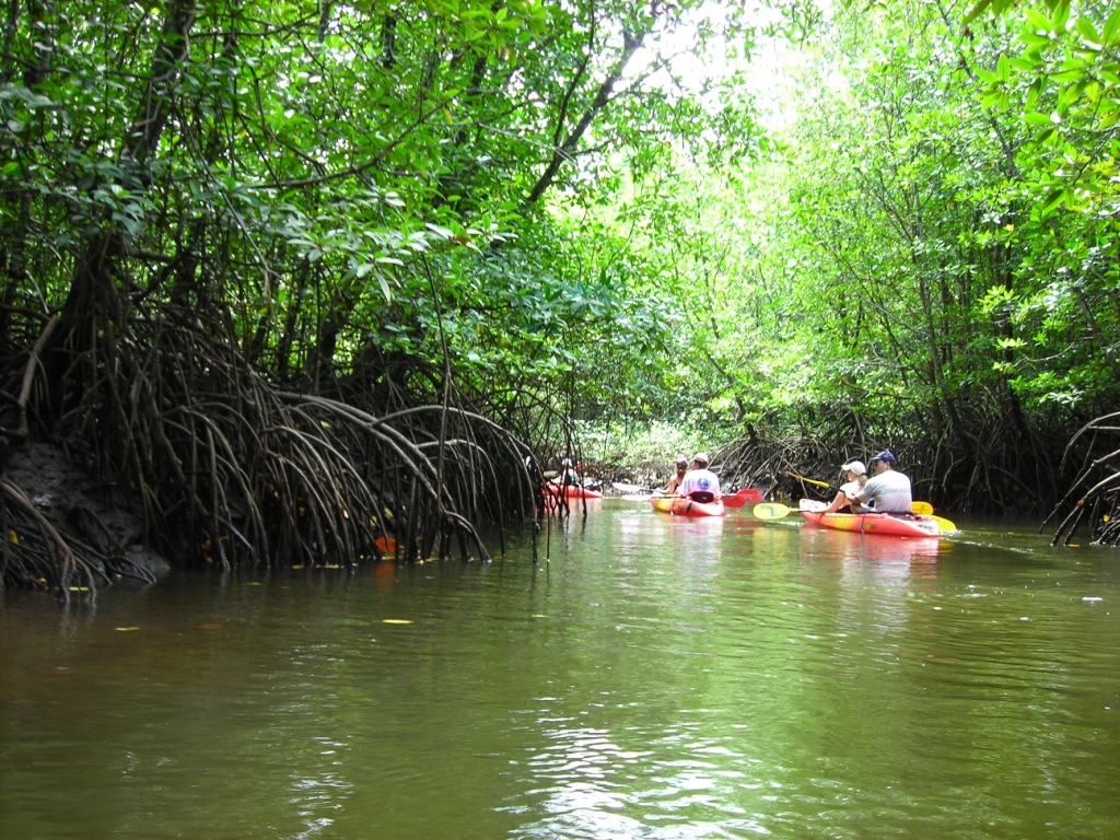 Dream Places Kayak Tour Mangrove Langkawi