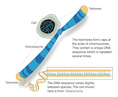 Telomere Dan Kaitannya Dengan Kesihatan Manusia