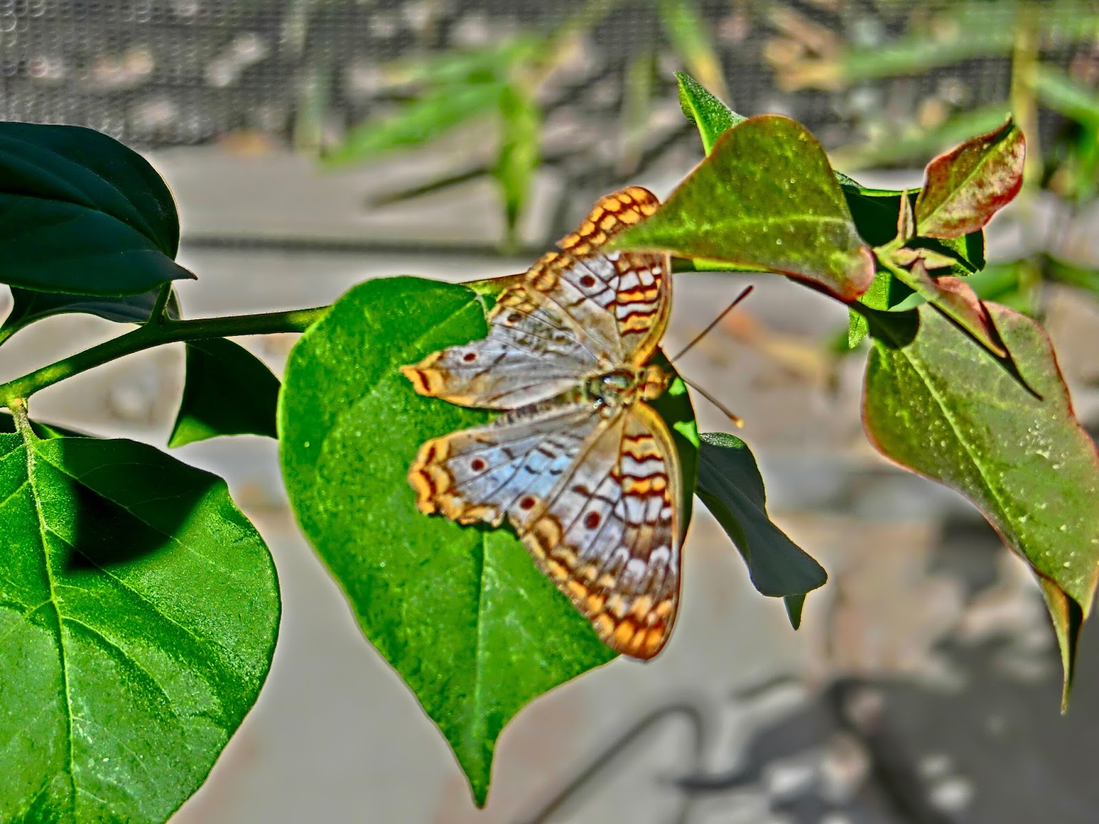 Nau speak Vegas Springs Preserve Butterfly Exhibit