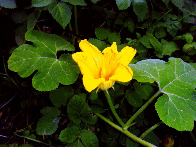 The Black-seed Squash (Cucurbita ficifolia)