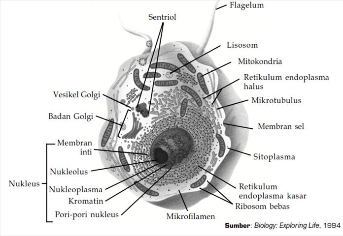 Rangkuman Biologi Bab Sel Makhluk Hidup - I.D.D.A.╚
