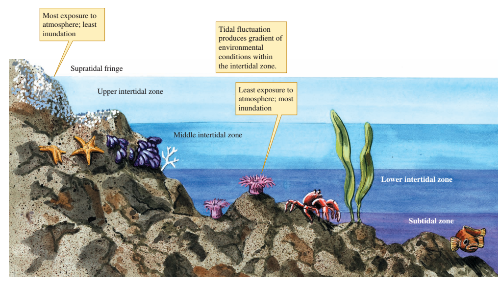 Ciencias de Joseleg 6 ECOSISTEMAS DE AGUA SALADA I, ZONA DE INTERMAREAS
