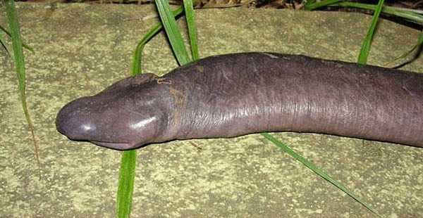 Animals You May Not Have Known Existed - Penis Snake