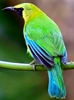 Jantan Dan Betina Burung Cucak Ranting Serta Cara Perawatannya Setiap Hari Agar Cepat Gacor Kicau Mania