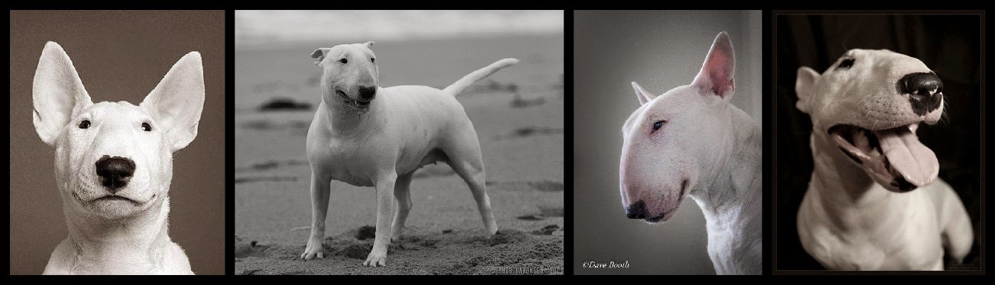 DOGS alias 4 plemená, 4 charaktery a 3 rôzne skúsenosti a 1 predstava o ...
