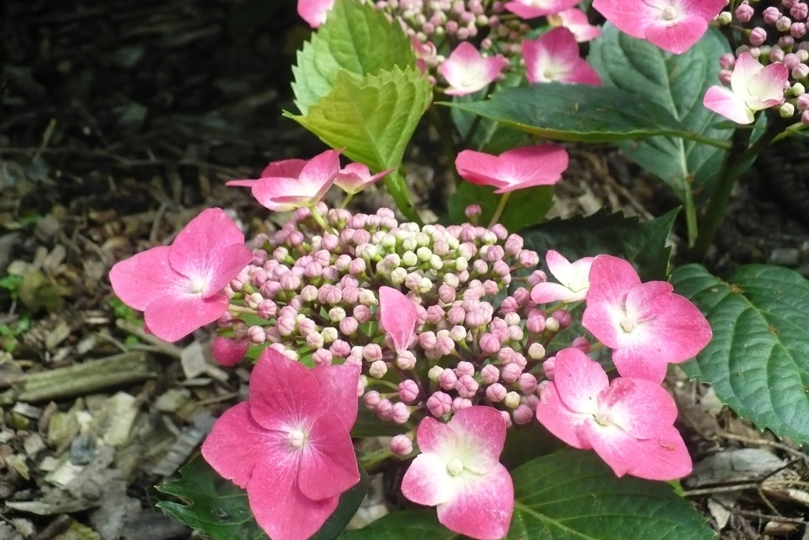 Hydrangea Macrophylla Hortensja Ogrodowa Buchfink Hobby