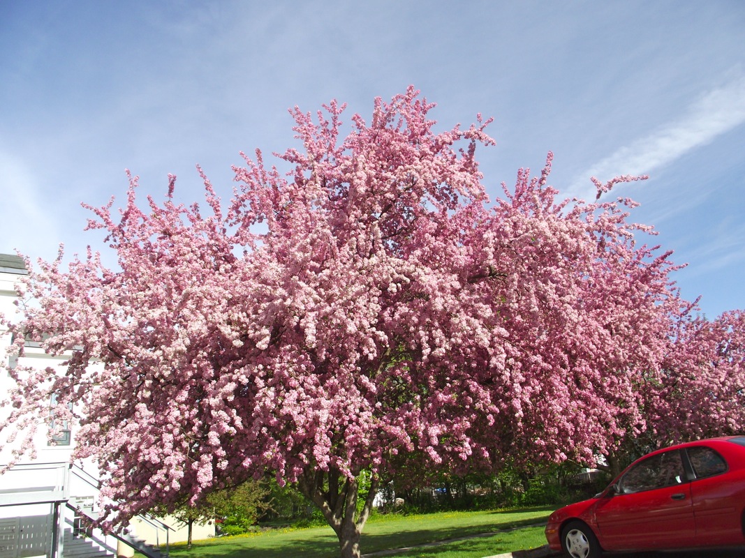Anese Cherry Maple Tree Sevenstonesinc Pictures Thoughts And Comments Blossoms Leaves