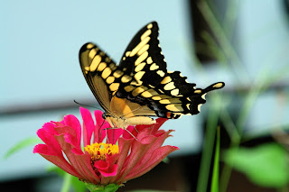 butterflies in the garden, attracting butterflies into the garden, garden flowers