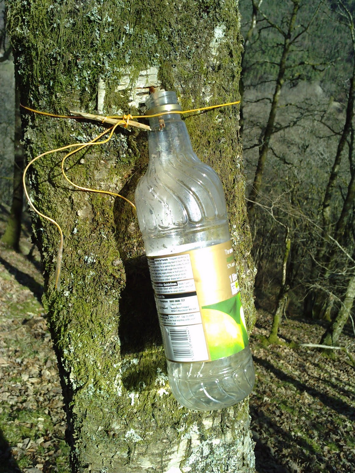 Growing Things and Making Things: Tapping birch trees for sap