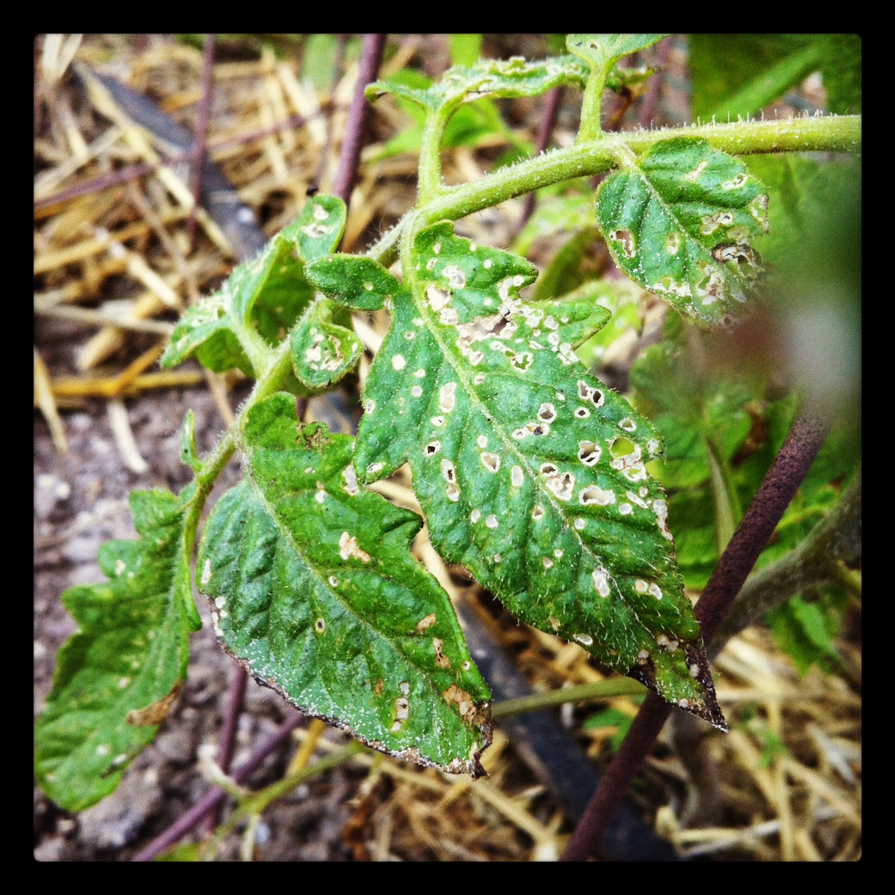 Pollo Loco Friday Farm Flea Beetle Tomato Pest