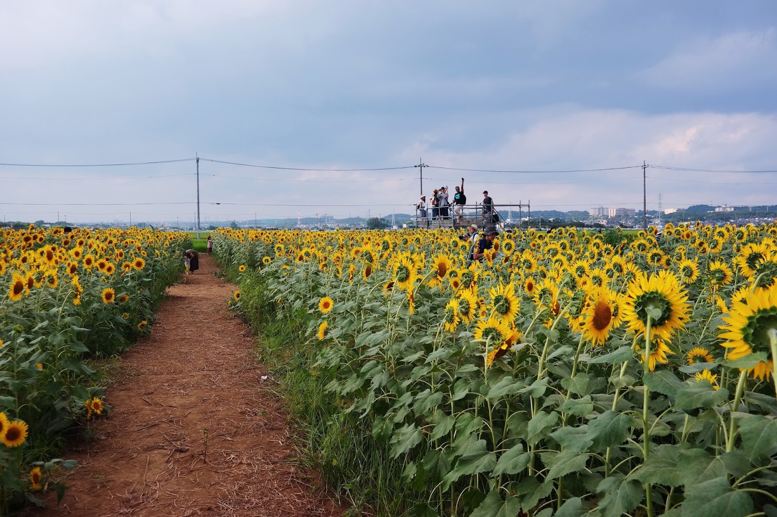 Photo Diary Sunflower Field, Zama, Kanagawa — The Good Weekender