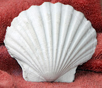 ComposiMold Plaster of Paris Casting from a real seashell