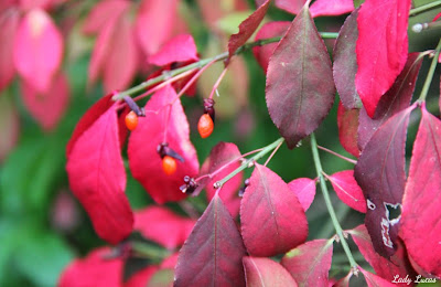 Fall Photo by Lady Lucas