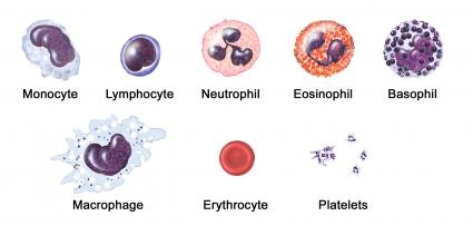 A Miracle Is Another Name Of An Effort: Komponen-komponen pada darah