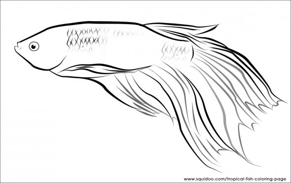 Desenhos Do Peixe Betta Para Colorir Os touros são muito mais musculosos que as vacas, com ossos mais grossos, pés maiores, pescoço muito desenhe dois círculos como guias para o corpo do touro. desenhos do peixe betta para colorir