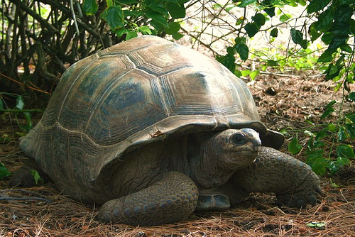 How Do Tortoises Drink Water How Do Tortoises Drink Water