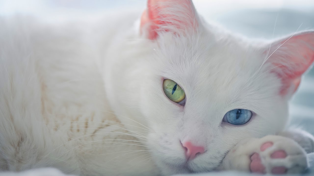 How to keep cat in heat? kittybi