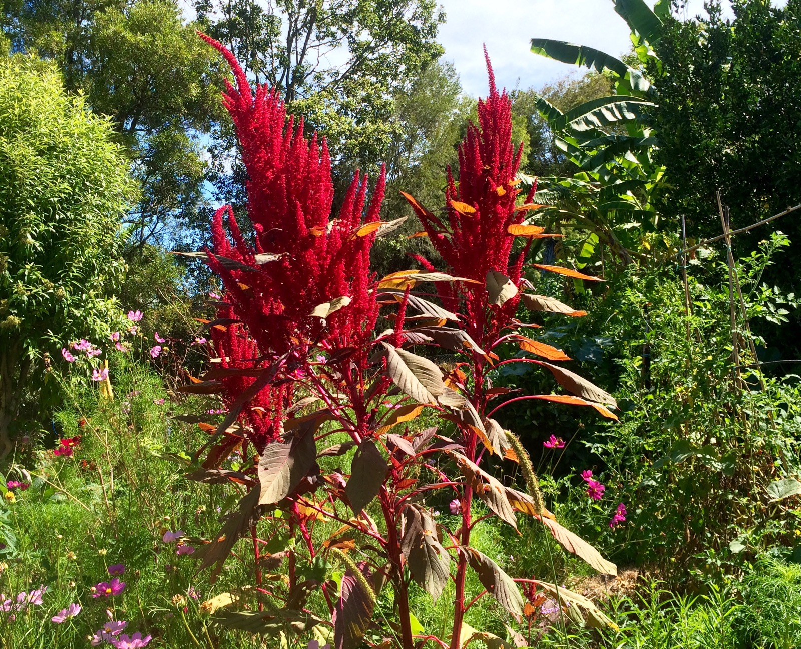 7 Reasons to Grow and Eat Amaranth - A Simple Ancient Superfood - Our ...