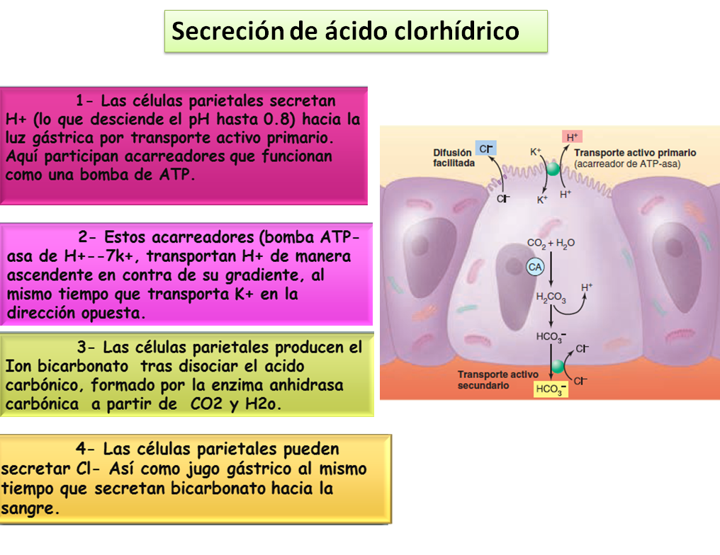 Blog de fisiología básica de Maytee Yuniva Armenta Cervantes: SECRECIÓN
