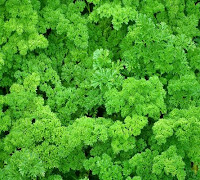can bearded dragons eat parsley?