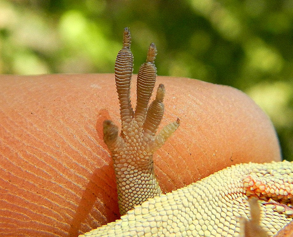 Notes from Alderleaf Wilderness College Tracks & Sign of Reptiles