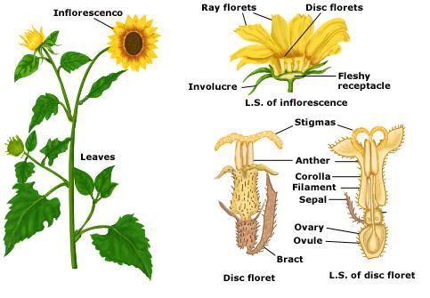 Image result for sunflower anthers and filaments