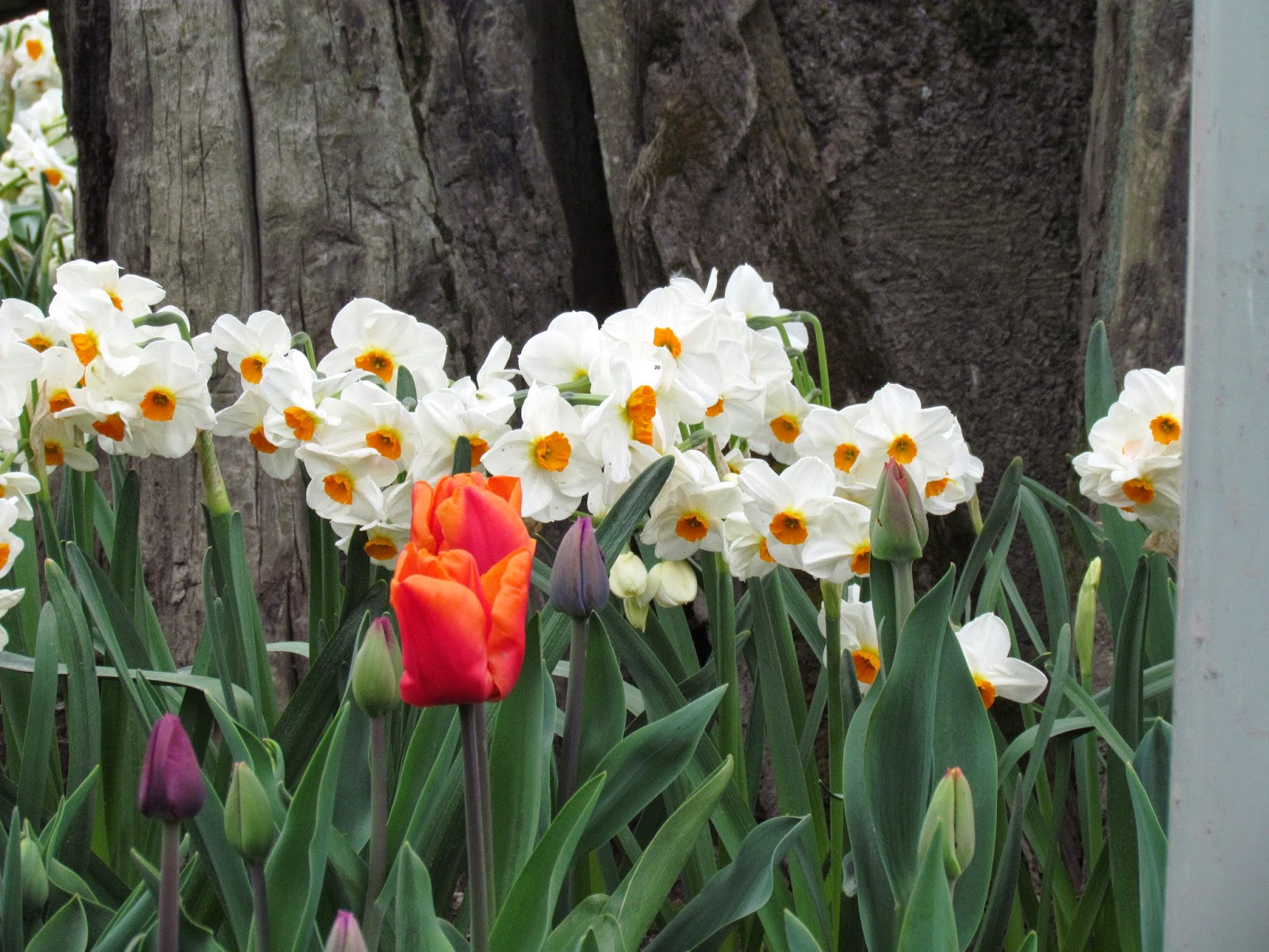 Scene Through My Eyes A Trip to the Tulip Fields