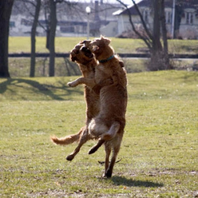 Dancing dogs act ~