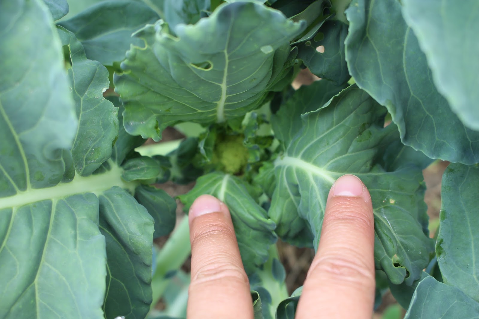 Millennial Homestead How to Freeze Broccoli from the Garden