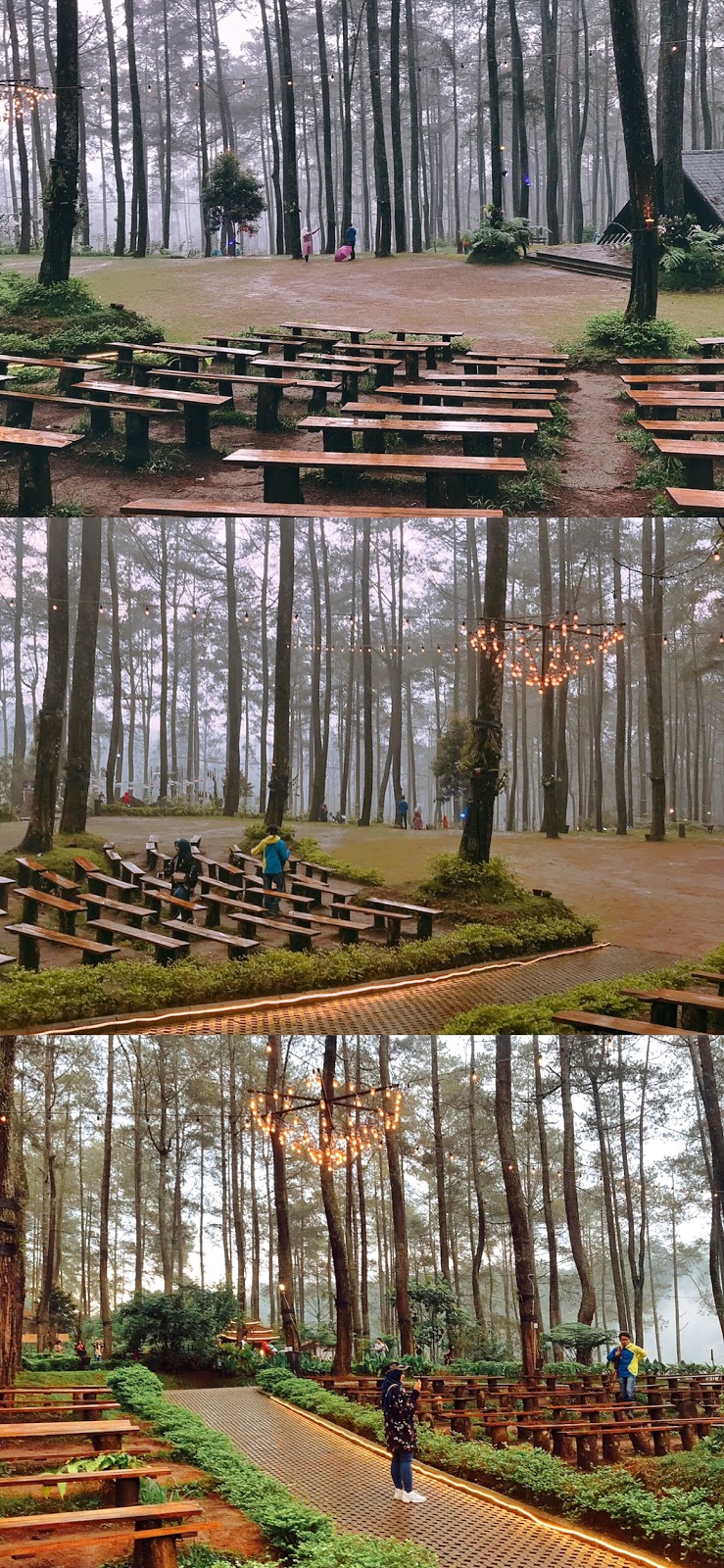 TEMPAT WISATA ORCHID FOREST LEMBANG, HUTAN CANTIK DI CIKOLE (LEMBANG)