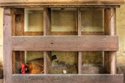 chicken nesting laying boxes pallet coop egg hen coops box pallets wood patterns chickens plans designs bird nest habitat pattern