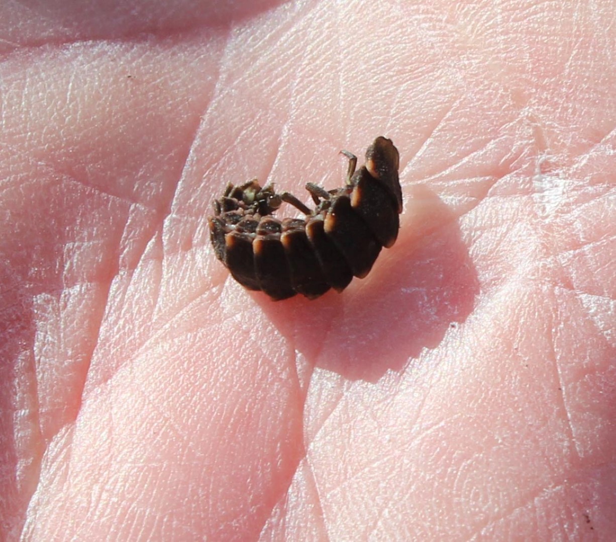 download the glow worms download the glow worms