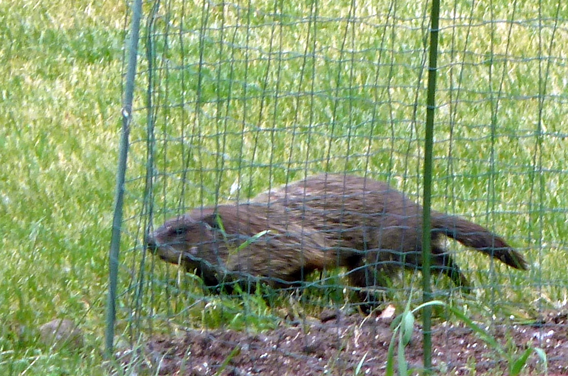 Penelopedia Nature and Garden in Southern Minnesota Woodchuck!
