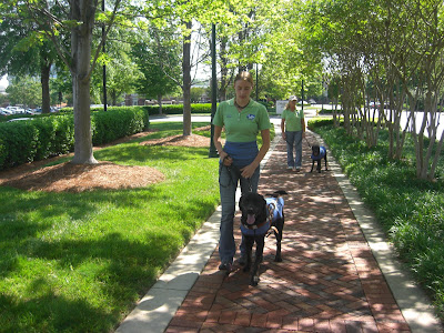Picture of Rudy in coat/harness doing a forward walk with me