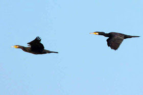 birds, Great Cormorant