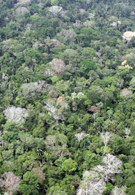 Esta área indígena continuará séculos sem tirar nem pôr CO2 do ar. A renovação da vegetação, só possível com desmatamento inteligente, permitirá captar o CO2.Mas a "barbárie científica" não sabe disso.