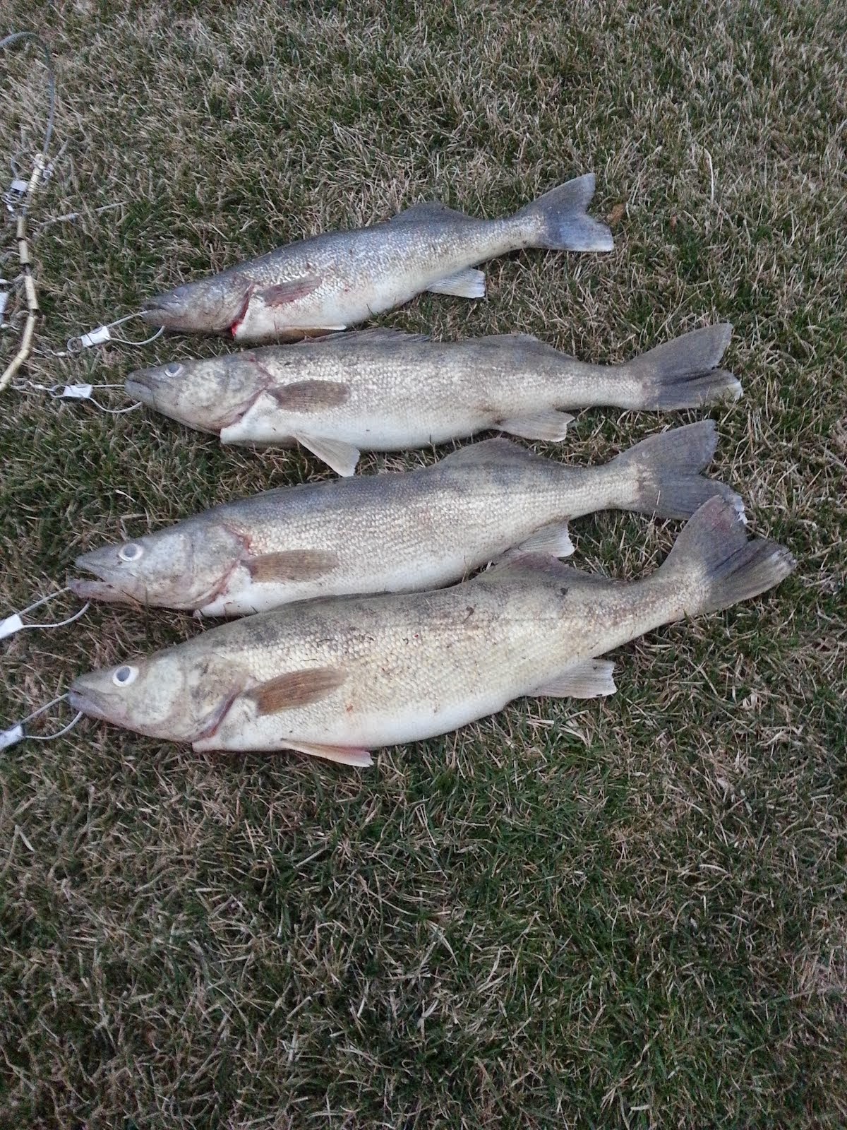 2015 LIMIT