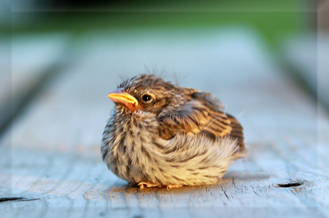 baby-bird-030.JPG